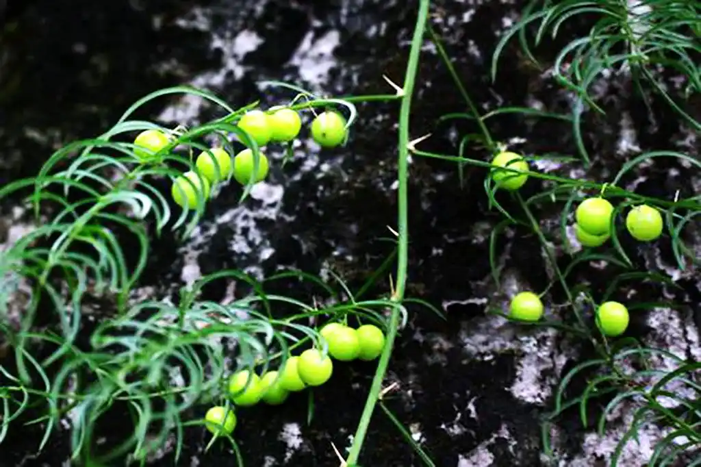 一,三百棒的形态特征和产地