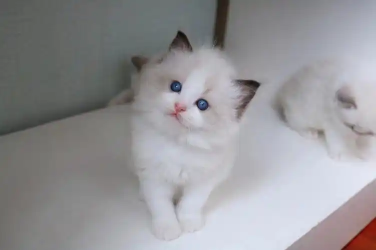 已售欣赏海豹双色布偶男孩