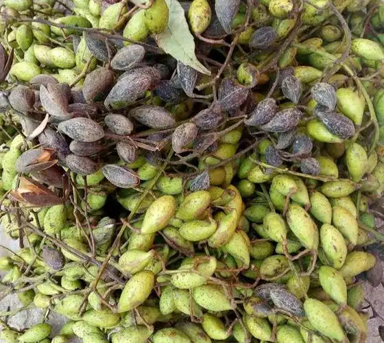 鲜采摘的香椿果实