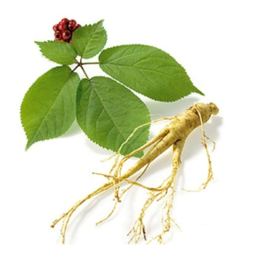 人参茎叶提取物