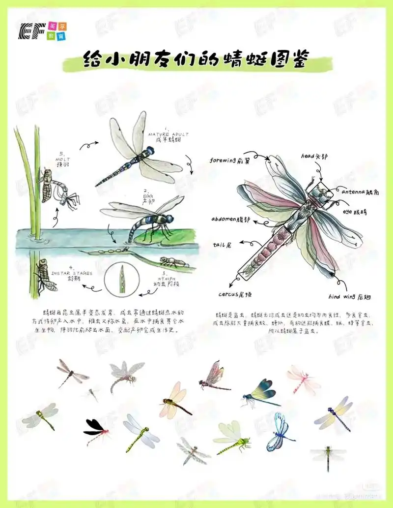 英孚科普8—关于蜻蜓的冷知识!