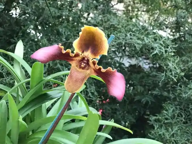 夏威夷岛的兰花(手机片)