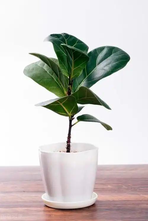 常春藤肾蕨是特别耐阴的绿植.5.