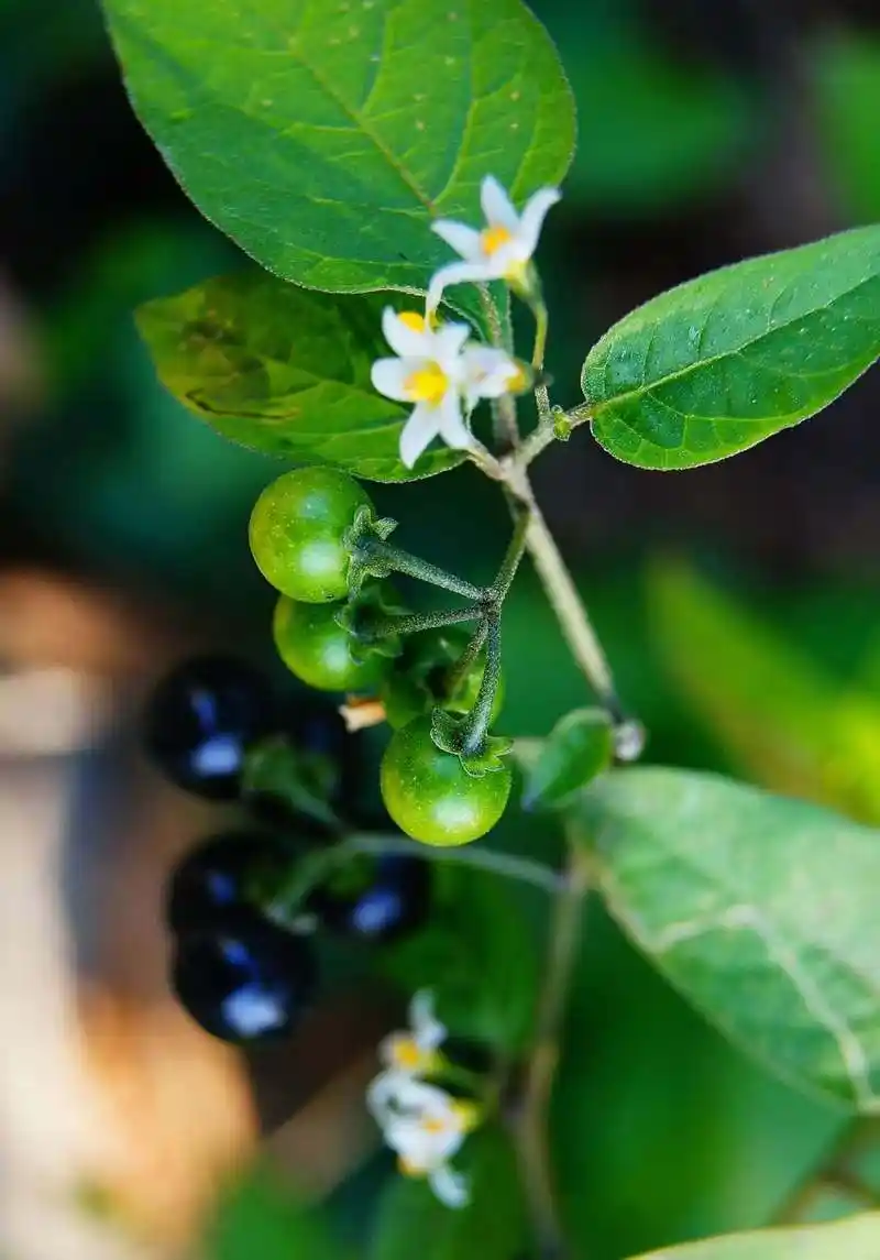 每天认识一种植物# #诗词歌赋交流天地# #养花种菜小分队#  《龙葵》