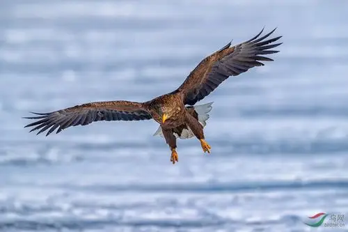 大鹏展翅 - 台湾版 taiwan 鸟网