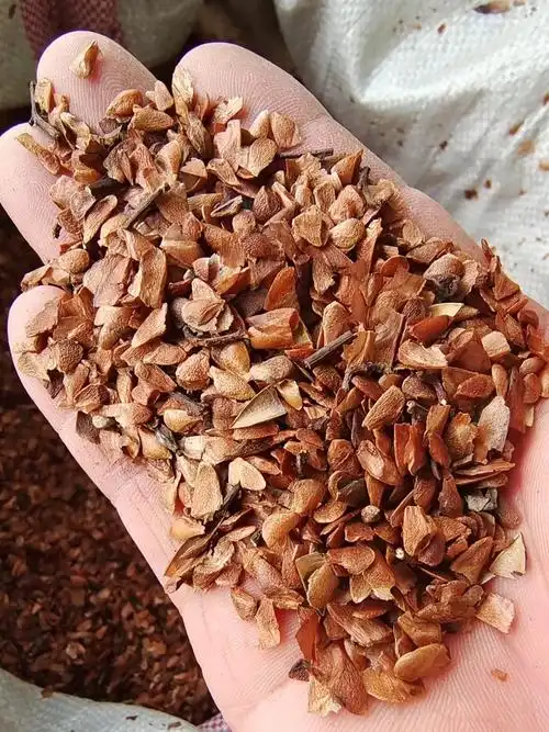 供应香椿种子红油香椿新种子发芽率