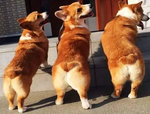 4个真实原因,决定柯基断尾更好|狗狗|中型犬|牛群_网易订阅