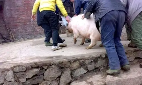 农村老人说杀猪时哪个小伙敢去拉猪尾巴那就是准女婿为啥呢