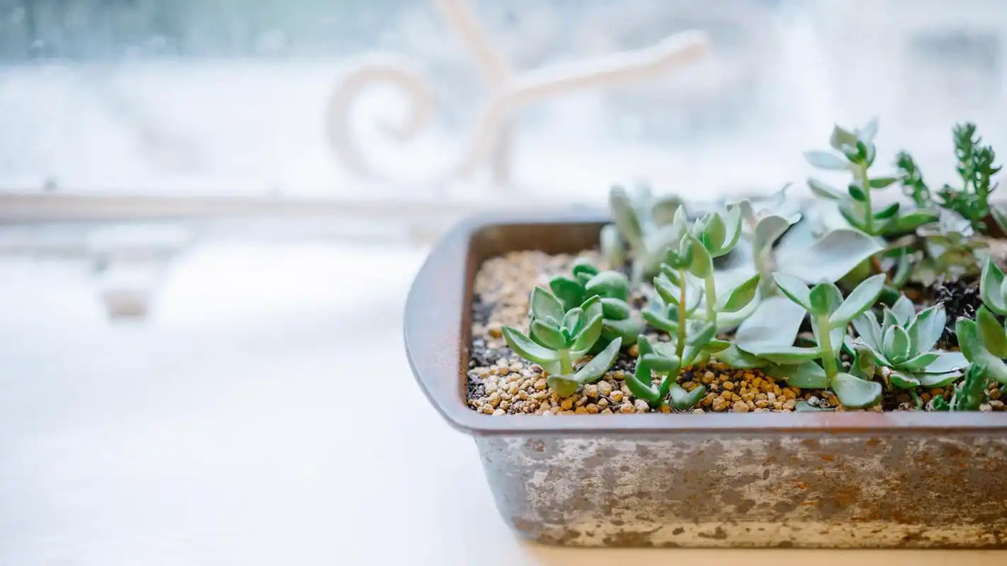 夏日小清新静物唯美图片桌面壁纸