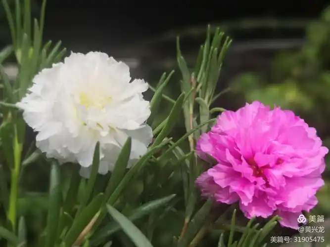 墨池公园午时花,黄兴龙 诗/摄