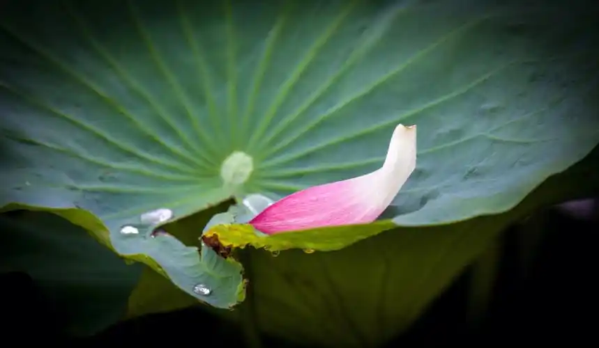 残荷,一花一世界,一叶一菩提.