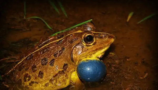 田鸡是什么动物(俗称的田鸡,学名叫做"虎纹蛙"生存状态堪忧)
