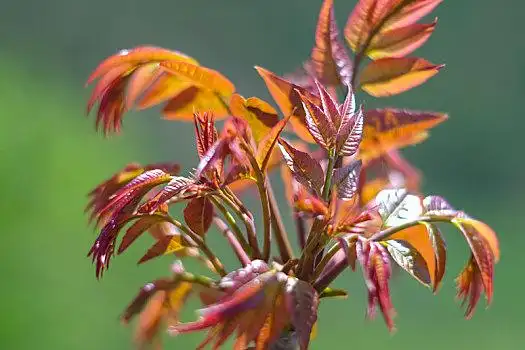 香椿芽图片_香椿芽图片大全_香椿芽图片下载