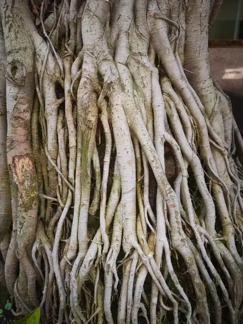 这树的根系太发达了,真是难得一见