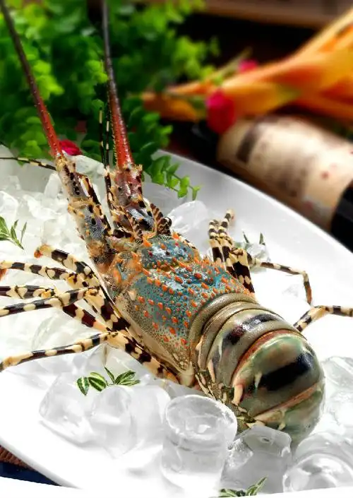 澳大利亚花龙 】