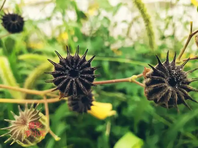 兴平这种野果"麻疙瘩"你吃过吗?