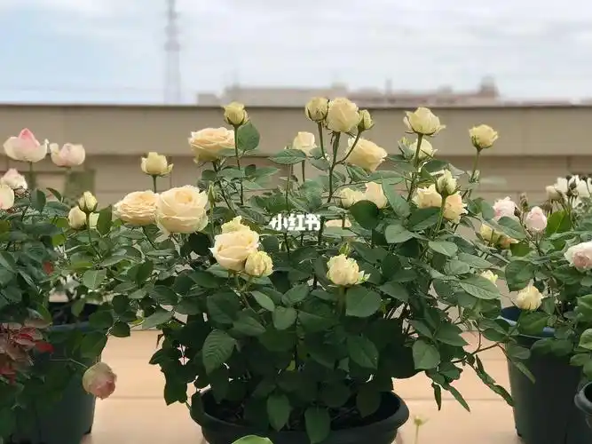 我的养花日常  #我的花花草草成长日记  #蜜桃雪山  #我的月季花