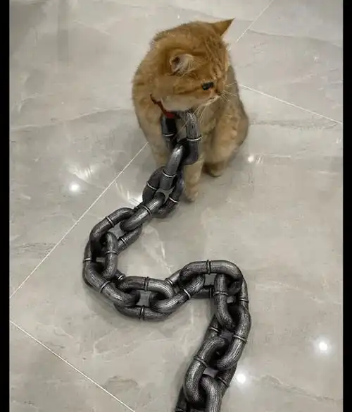 原创主人用大铁链拴住猫咪还以为是在虐猫其实是用塑料做的