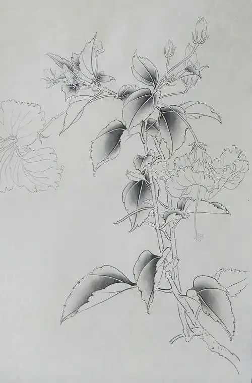 其它 扶桑 写美篇彭老师讲义: 一,白描:油烟勾线 1,中墨勾花,花柄,反