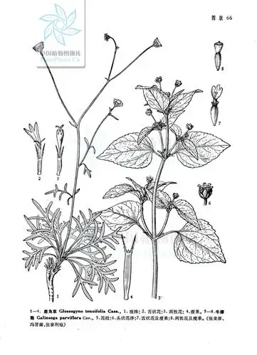 牛膝菊词条图册_百度百科