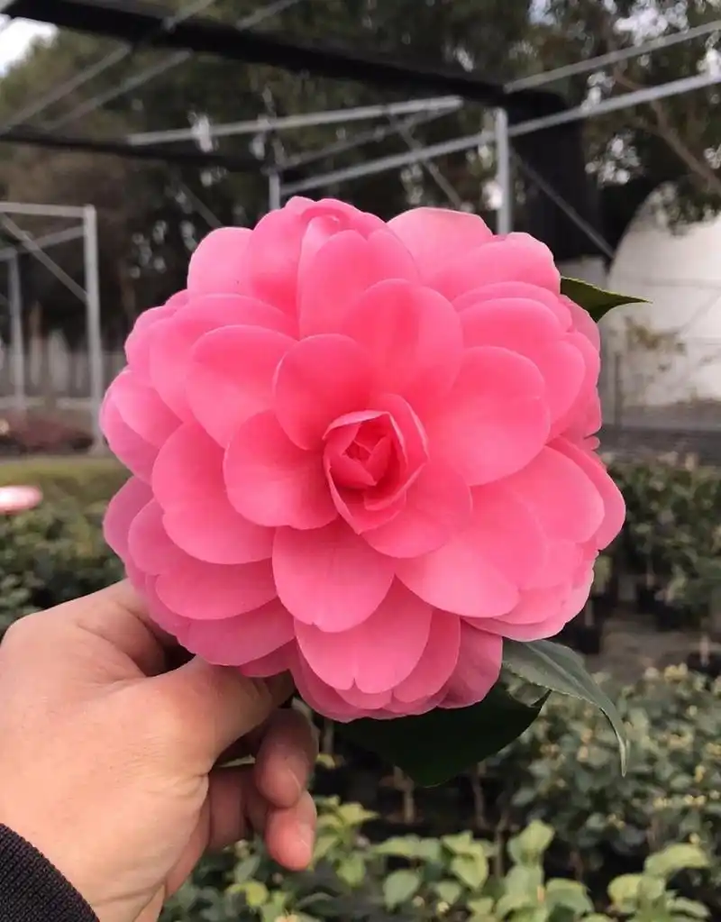 经典茶花品种 红乔伊 月季花型代表,重瓣玫瑰花型,耐寒不低于-5℃.