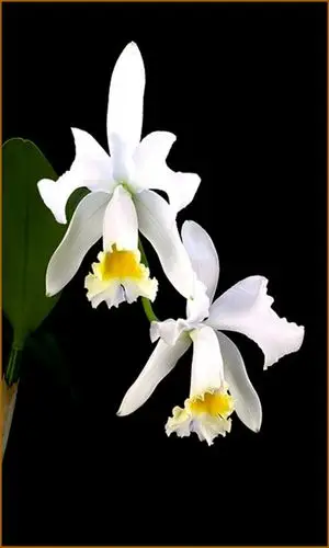 兰花之美,丽雅群芳 - 一个人的战役的日志 - 网易博客