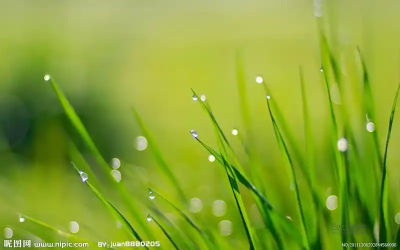 jpg颜色:rgb10共享分×关 键 词:养眼绿从摄影壁纸 绿叶桌面 绿色