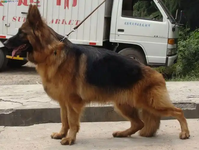 2个月纯种赛级德牧幼犬出售(拉乌斯巴图直孙)