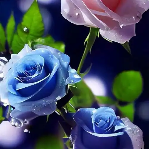 玫瑰花图片唯美头像