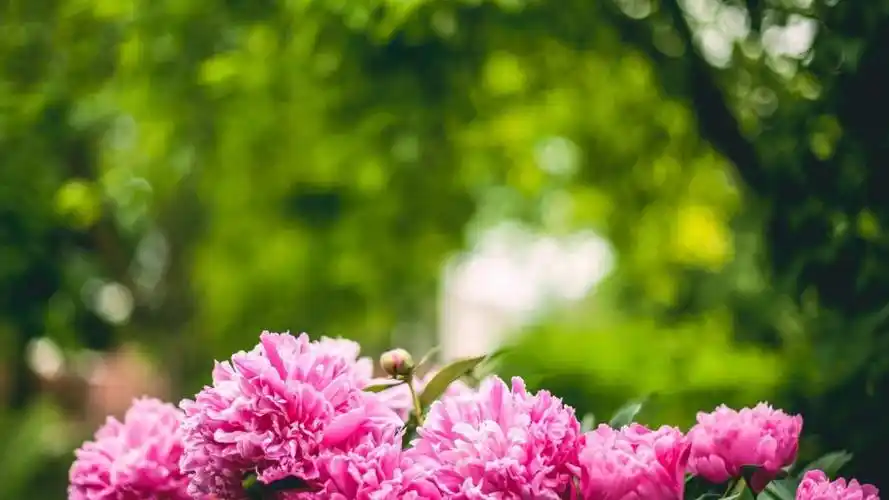 粉色牡丹花的花语,高清壁纸图片,鲜花背景-回车桌面