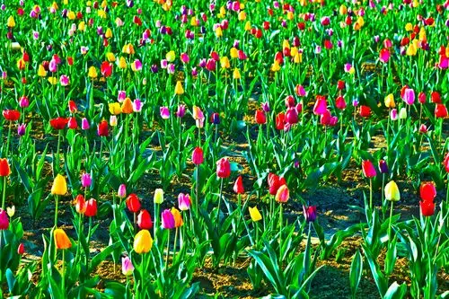 春天,地点,盛开,彩色,郁金香