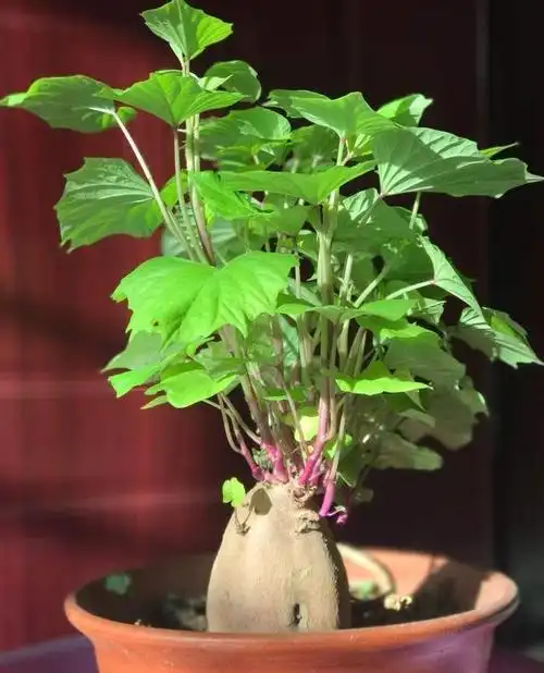 芋头盆栽(芋头盆栽图片) - 养殖日记