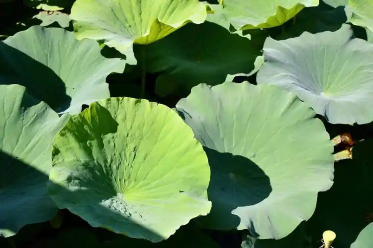 一组荷叶图,原创拍摄_高清图集_新浪网