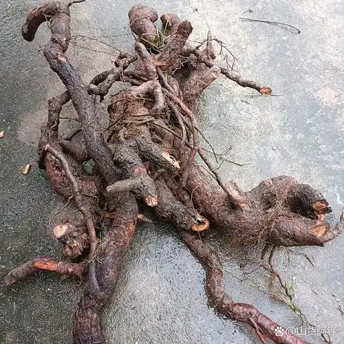 野生猕猴桃根鲜货#野生猕猴桃根#猕猴桃根