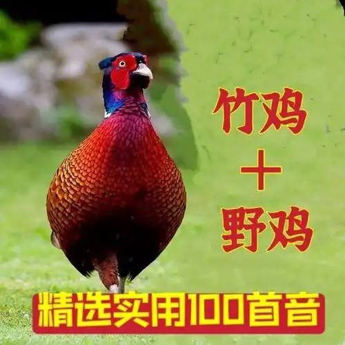 竹鸡叫声播放器野外鸡声音内存卡高清纯声音卡扩音器七彩山鸡叫声