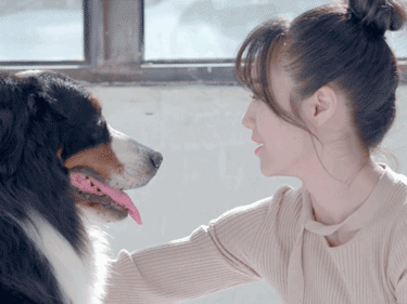 朱丹狗狗gif动图_动态图_表情包下载_soogif