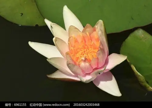 半开的肉粉色莲花高清图片下载_红动中国