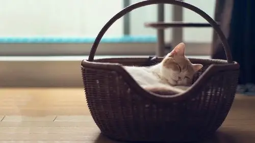 下载桌布 1366x768 在篮子可爱的猫睡觉 桌面背景