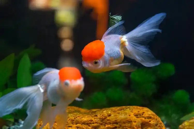 可爱的小金鱼作文400字