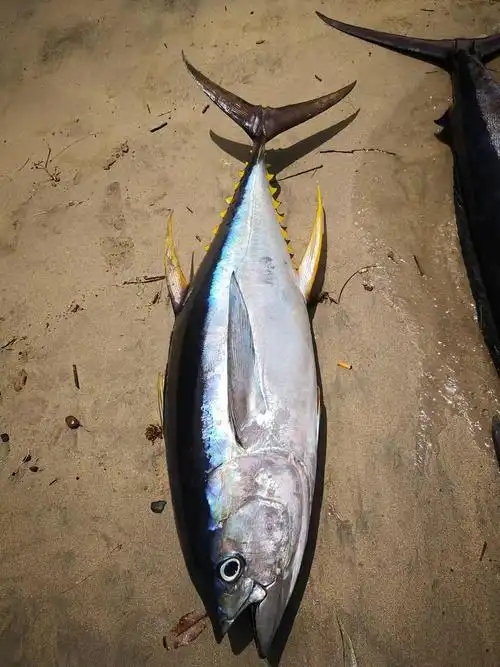 48每日一鱼黄鳍金枪鱼