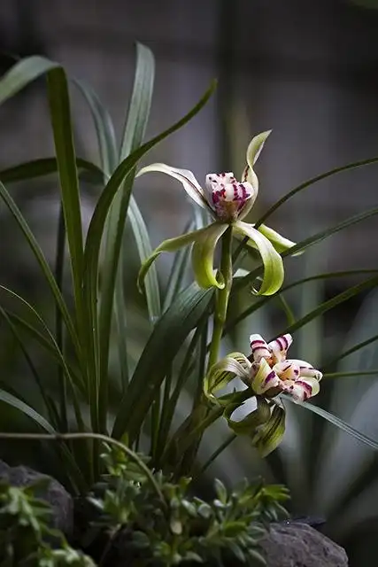 十大名贵兰花图片大全