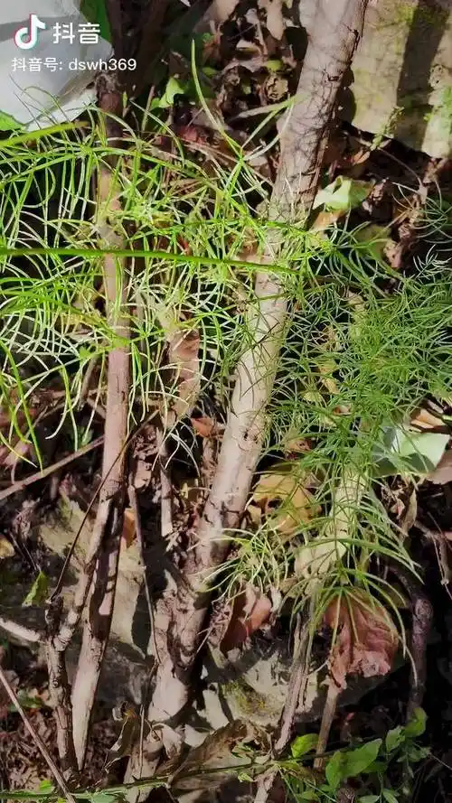 野生天门冬一般长得都比较瘦去皮去心后熬膏最好了但是找了一下午也没