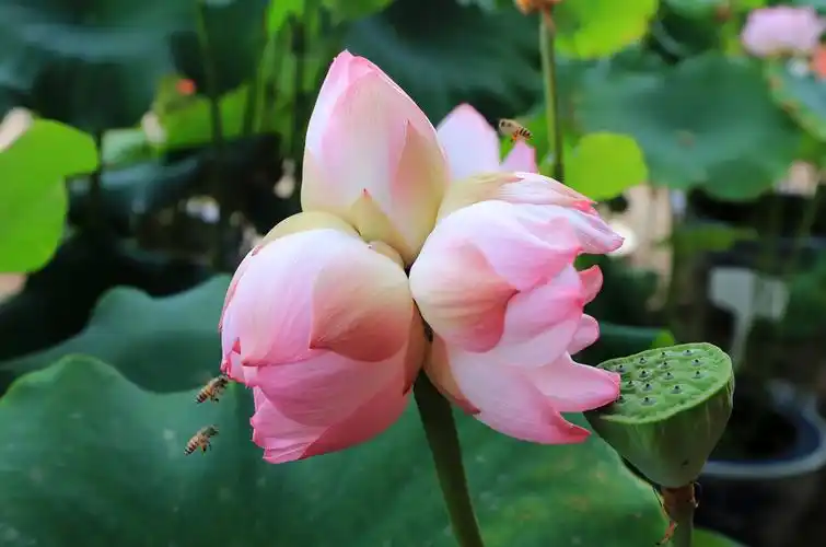 三头并蒂莲花开花败终成蓬