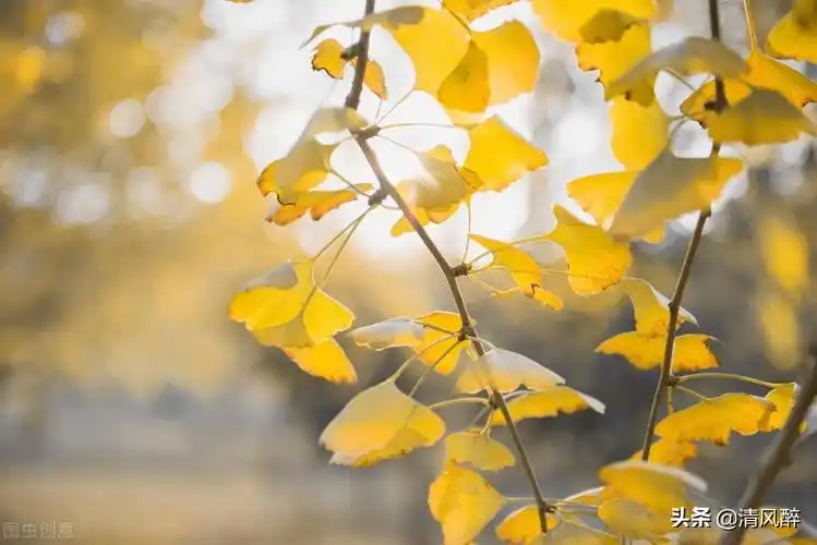 古风温柔仙气接地气的文案精选