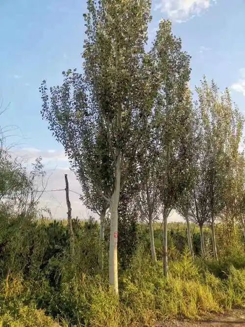 12公分新疆杨大量批发五方西