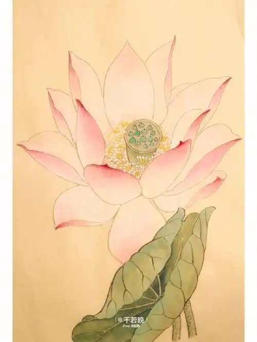 荷花盛开的季节工笔画荷花画法