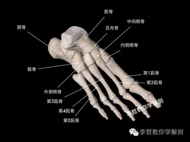 行走即是自由---足的功能解剖学基础篇