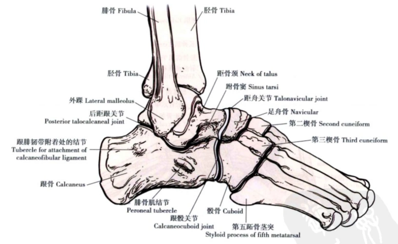 距骨后移;★ 冠状面: 外踝较内踝低1cm左右;踝关节的骨性结构由胫骨