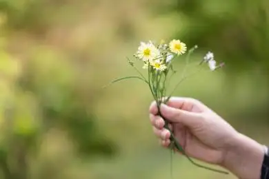 春天户外女孩的手拿着黄色的小菊花
