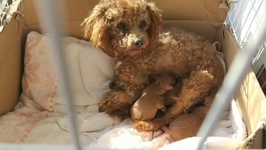 刚出生的小狗崽,手掌大小,和一个手办那样可爱!